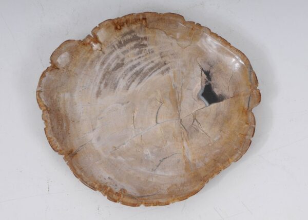 Plate petrified wood 53482