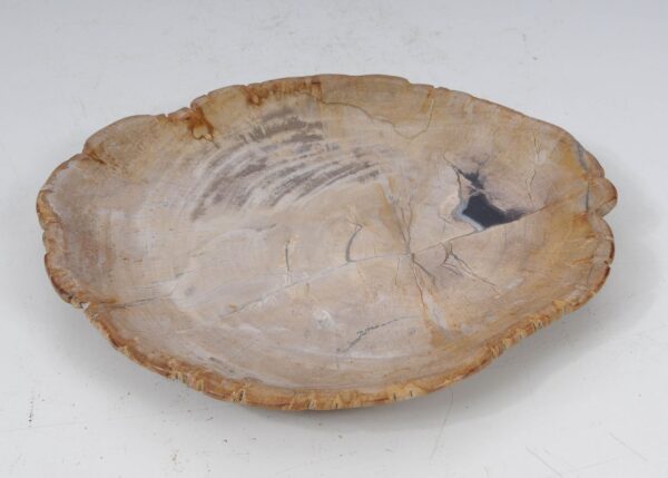 Plate petrified wood 53482