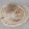 Salontafel versteend hout 53331