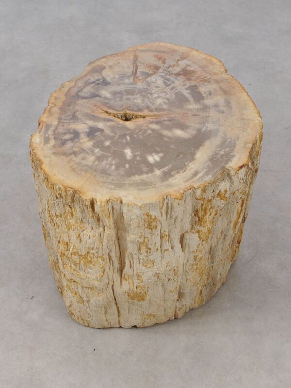 Side table petrified wood 53020