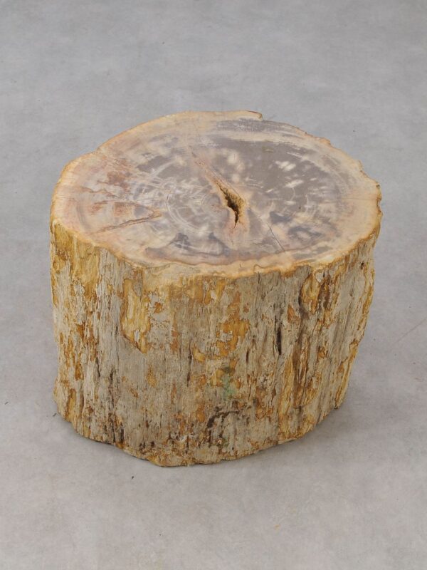 Side table petrified wood 53020