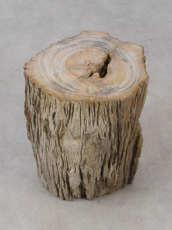 Side table petrified wood 53022