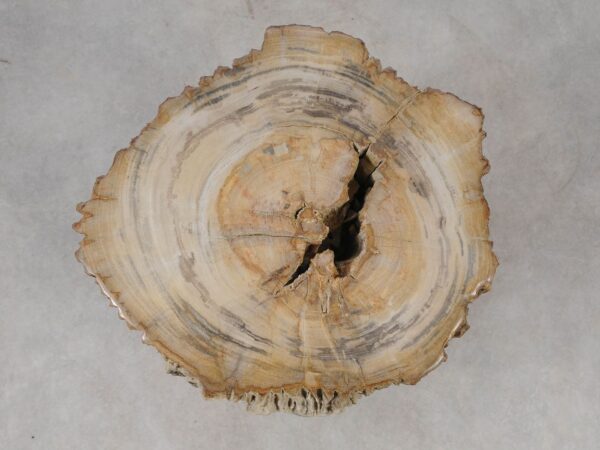 Side table petrified wood 53022