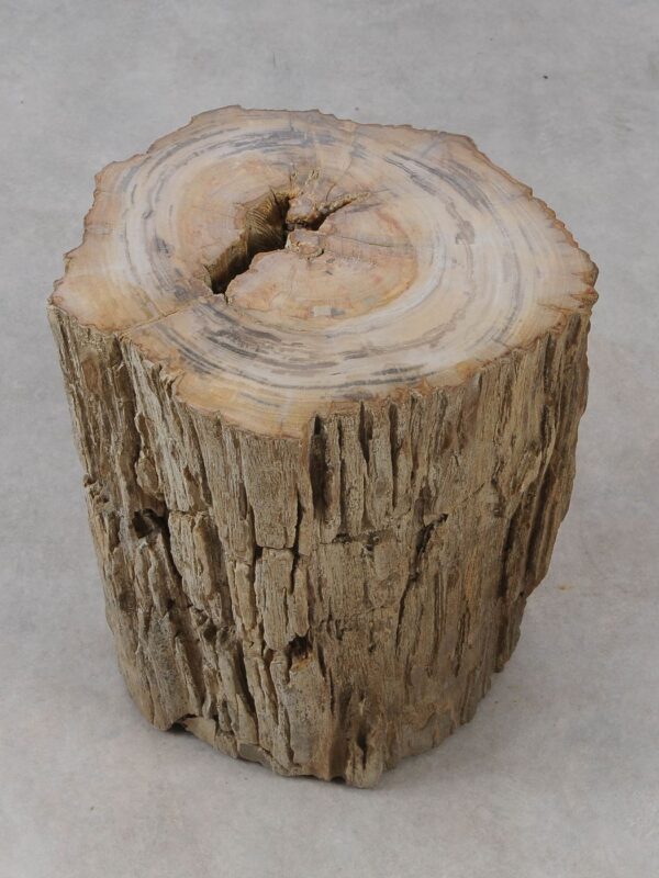 Side table petrified wood 53022