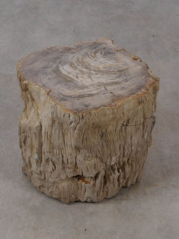 Side table petrified wood 53024