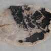 Table basse bois pétrifié 53278