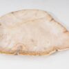 Assiette bois pétrifié 54064