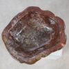Schaal versteend hout 54039