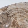 Schaal versteend hout 54280