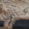 Schaal versteend hout 54280