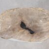 Schaal versteend hout 54282