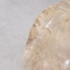 Schaal versteend hout 54282