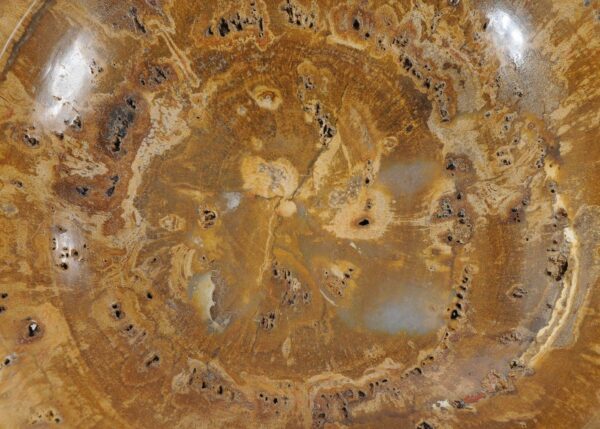 Bowl petrified wood 54011