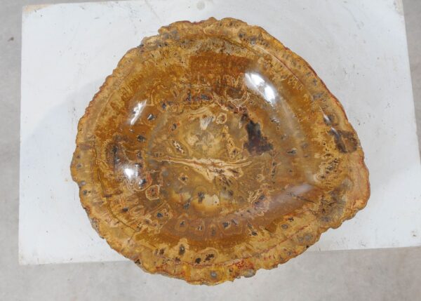 Bowl petrified wood 54014