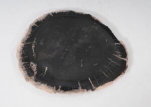 Plate petrified wood 54051