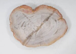 Plate petrified wood 54054