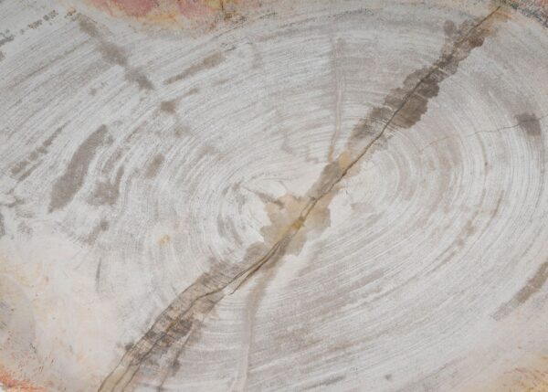 Plate petrified wood 54054