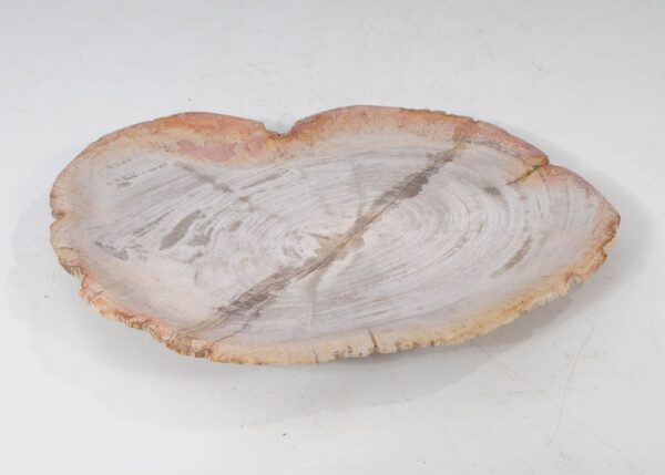 Plate petrified wood 54054