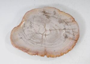 Plate petrified wood 54055