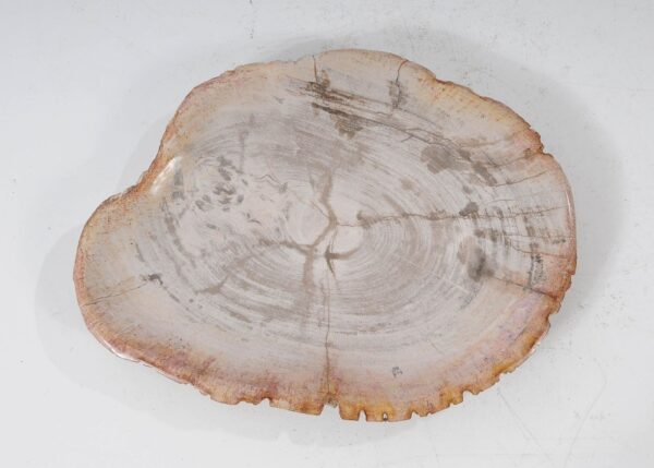 Plate petrified wood 54055