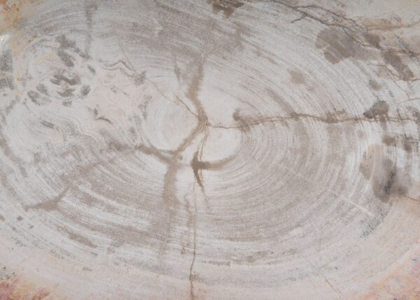 Plate petrified wood 54055