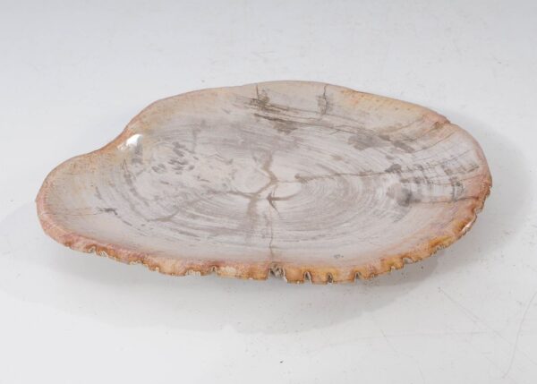 Plate petrified wood 54055