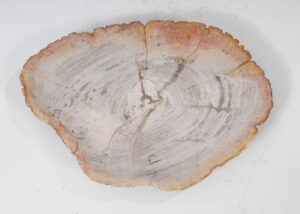 Plate petrified wood 54056