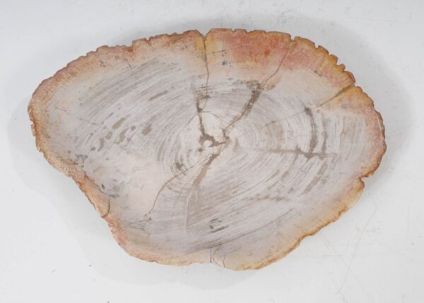 Plate petrified wood 54056