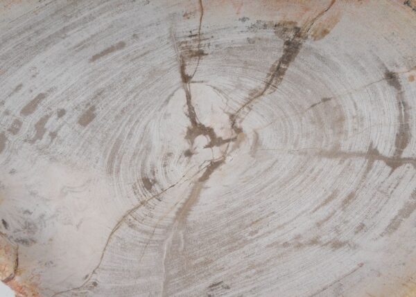 Plate petrified wood 54056