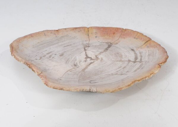 Plate petrified wood 54056