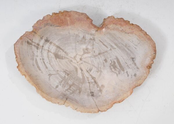 Plate petrified wood 54057