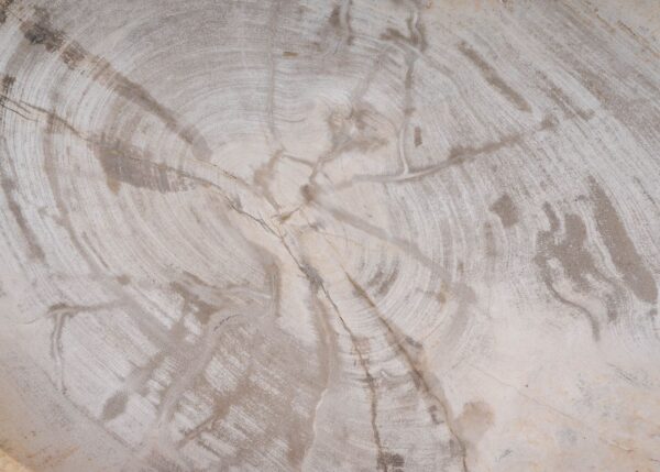 Plate petrified wood 54057