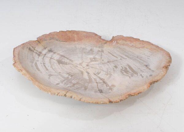 Plate petrified wood 54057