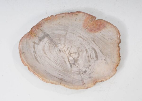 Plate petrified wood 54058