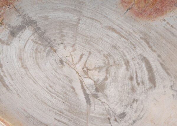 Plate petrified wood 54058