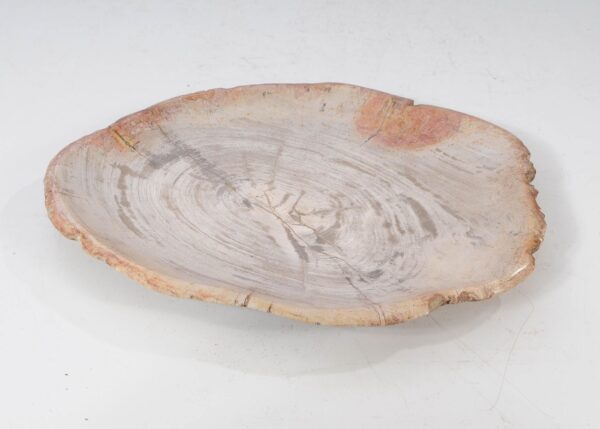 Plate petrified wood 54058