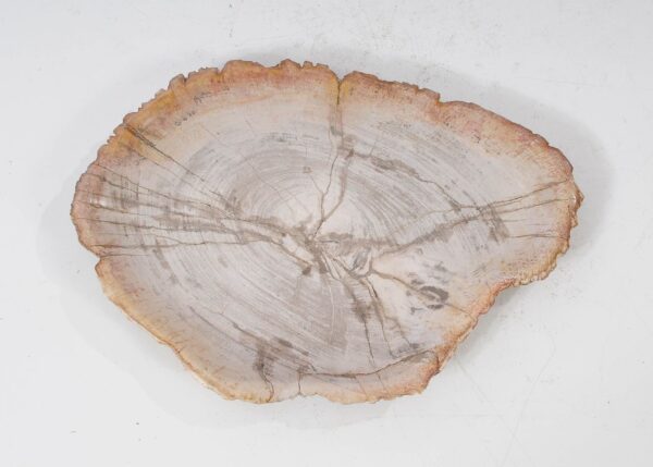 Plate petrified wood 54059