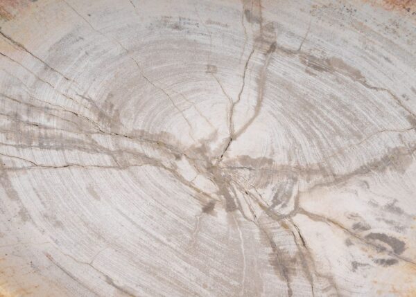 Plate petrified wood 54059