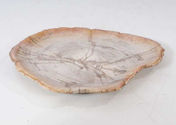 Plate petrified wood 54059