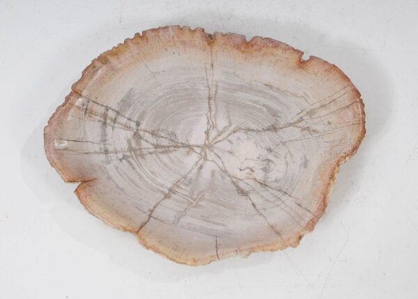 Plate petrified wood 54060