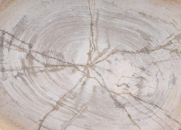 Plate petrified wood 54060