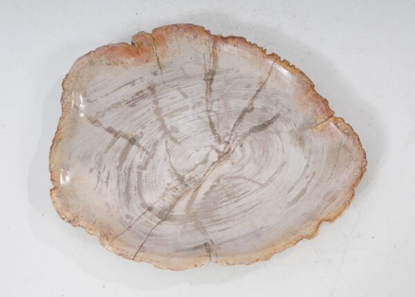 Plate petrified wood 54061