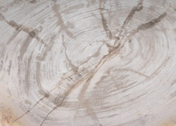 Plate petrified wood 54061