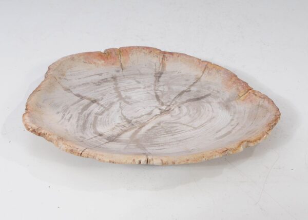 Plate petrified wood 54061