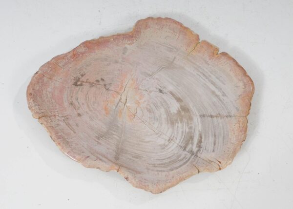 Plate petrified wood 54062