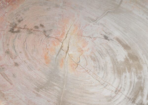 Plate petrified wood 54062