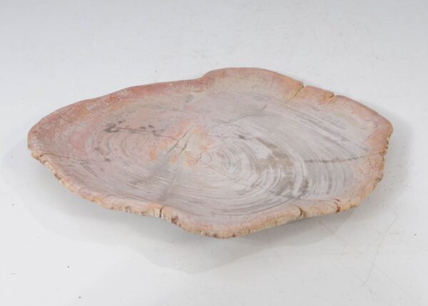 Plate petrified wood 54062