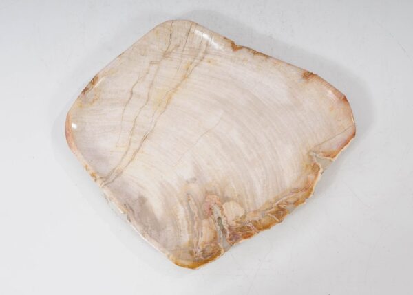 Plate petrified wood 54063