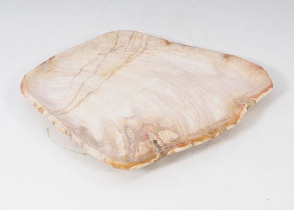 Plate petrified wood 54063