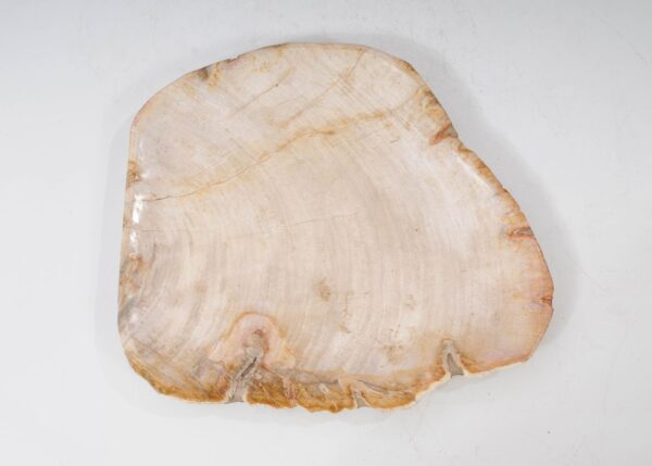 Plate petrified wood 54064